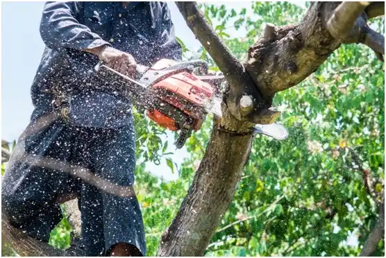 tree services Laymantown